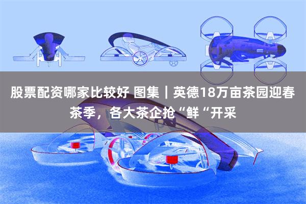 股票配资哪家比较好 图集｜英德18万亩茶园迎春茶季，各大茶企抢“鲜“开采